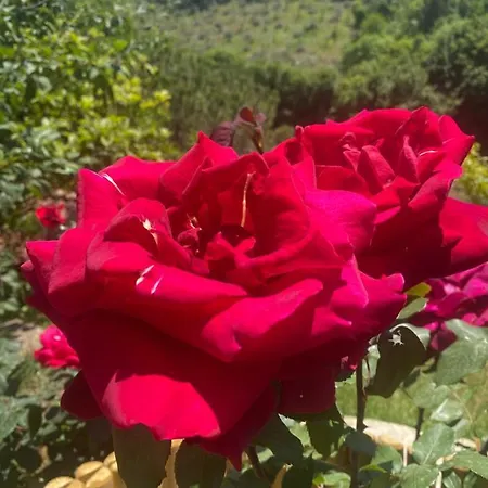 Pensionat Podere Belsogno-miniappartamento Roseto 4*